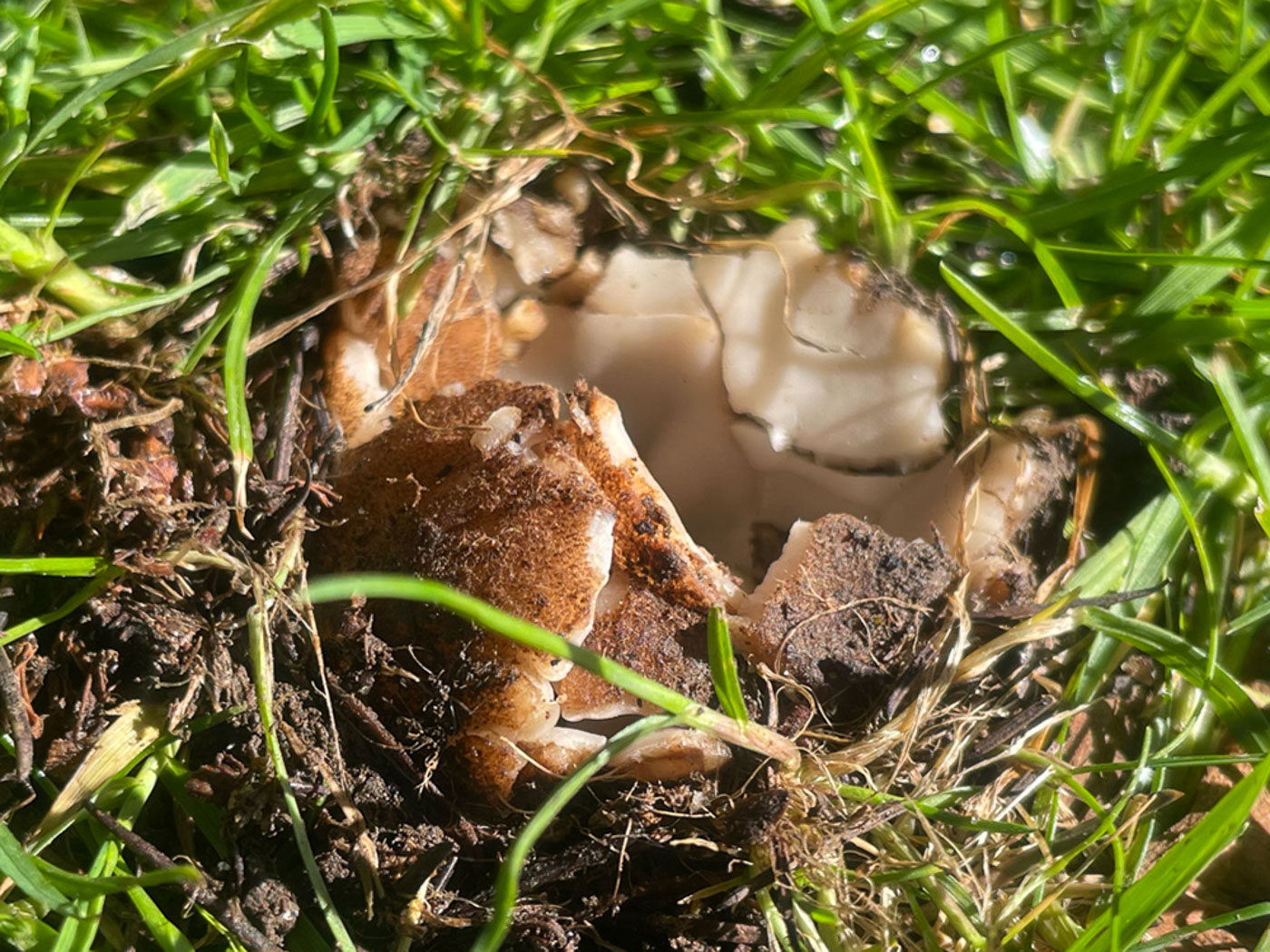 Photo © Sarah Ebdon Geopora sumneriana by Sarah Ebdon